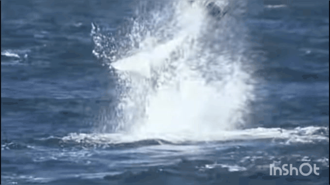 Фрагменты видео взяты из открытого источника 