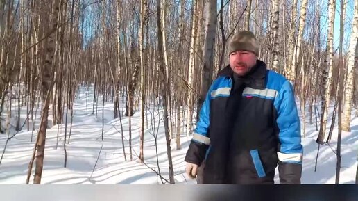 Солонец и осинка для зайцев . Автор видео Сергей Цабак.