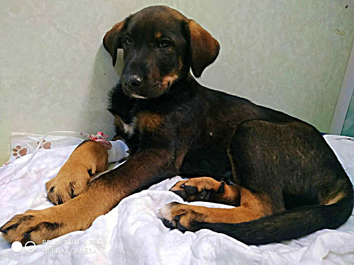 Гарри/Мишенька