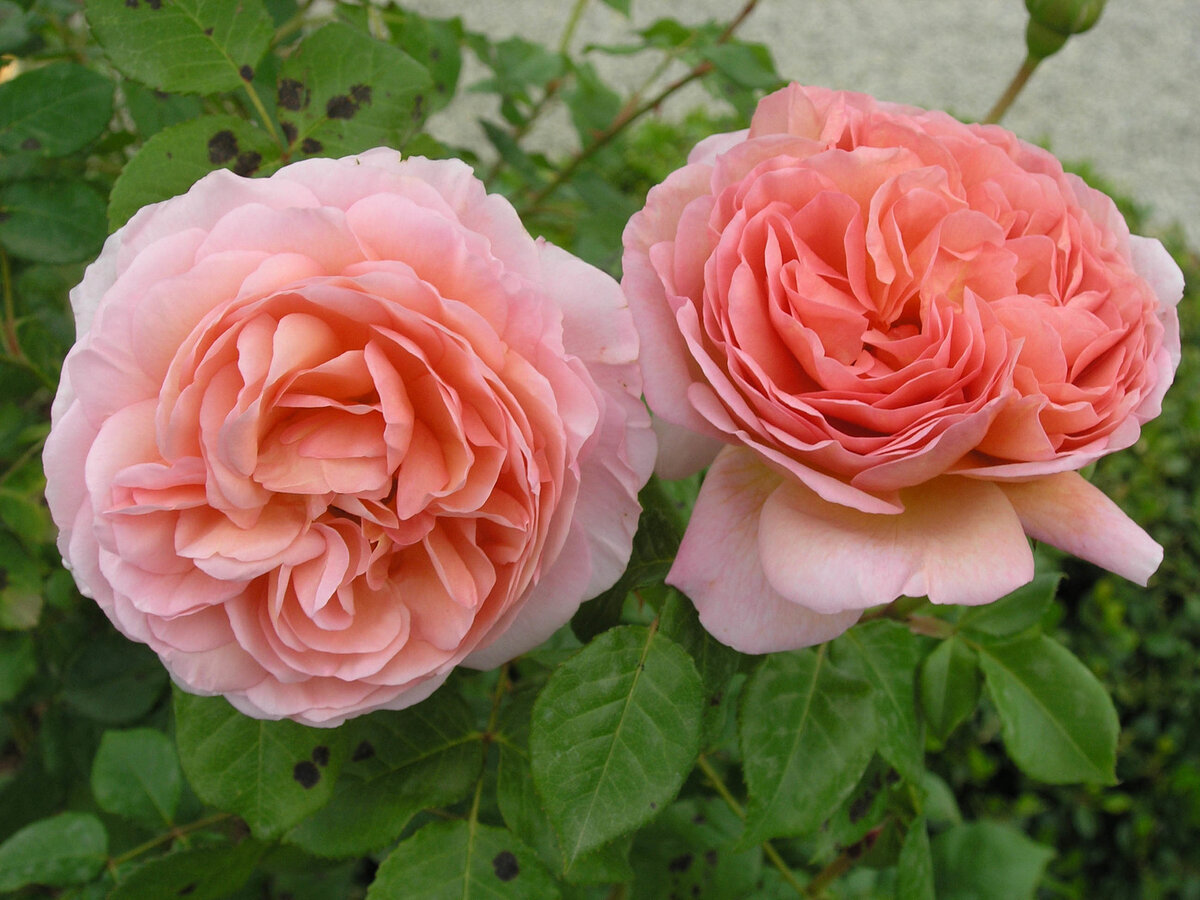 Нереально красивые розы Дэвида Остина: уход и популярные сорта