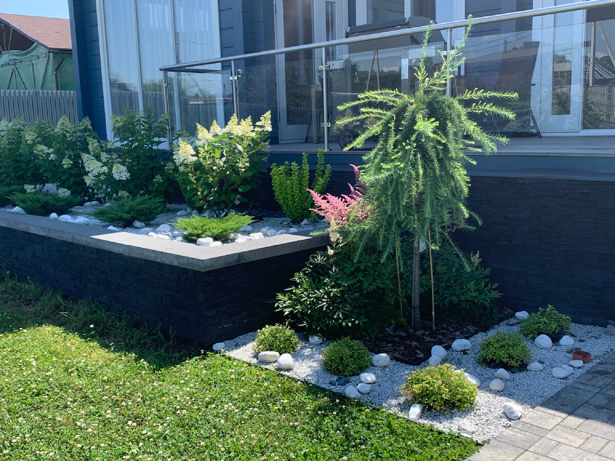 Первый штамб в моем саду