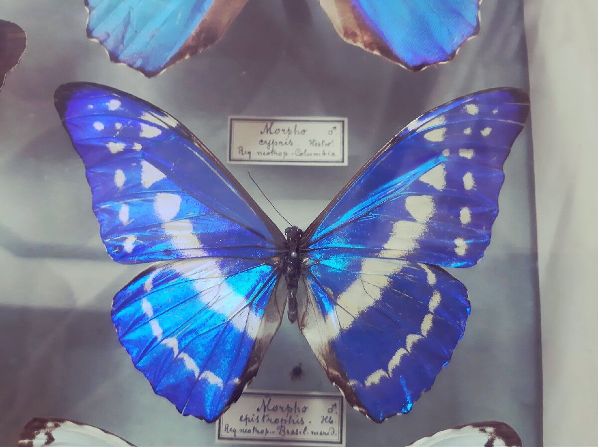 Morpho cypris. Экспонат Зоологического музея и гербария им. Эверсмана