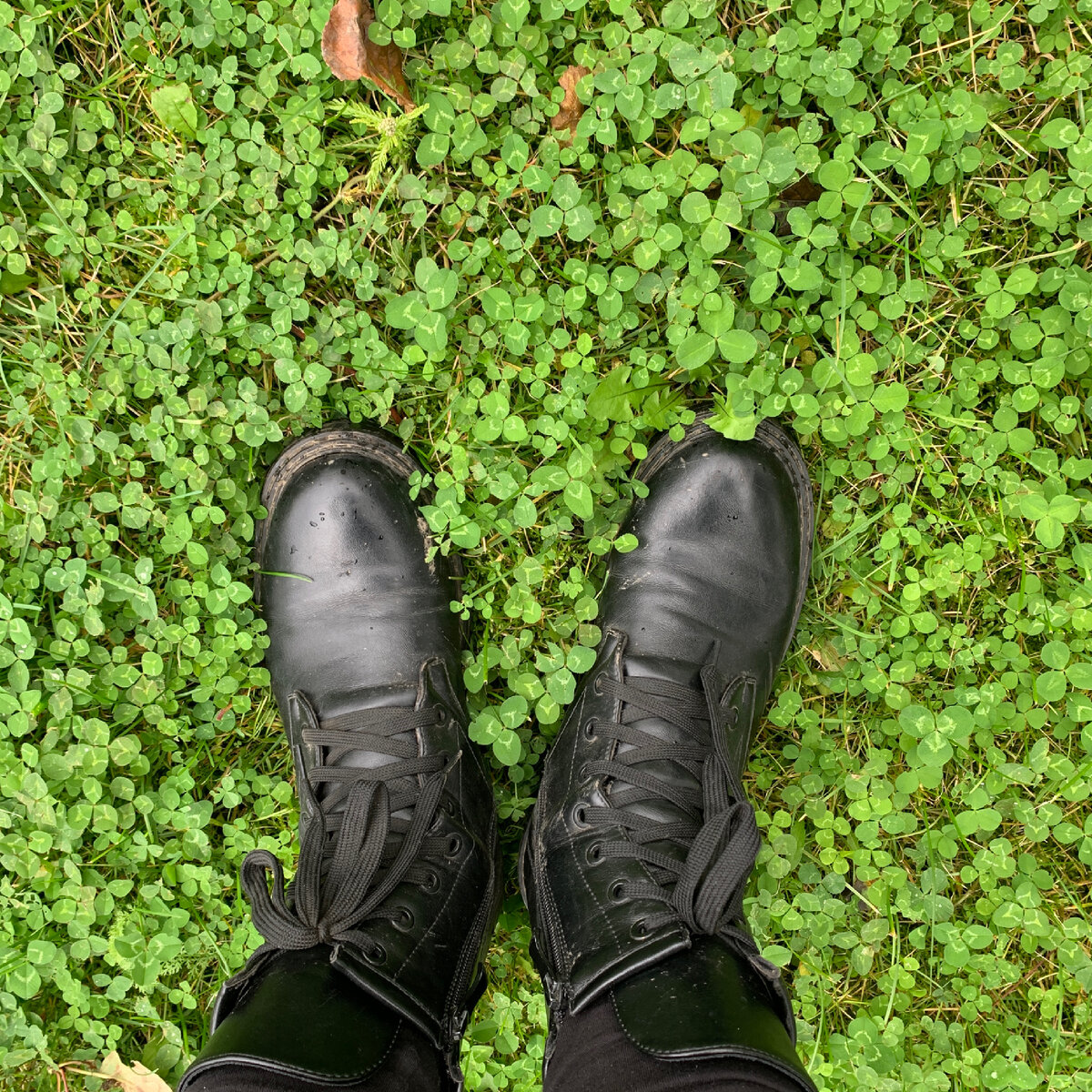 Здесь Трактора на дачном клевере