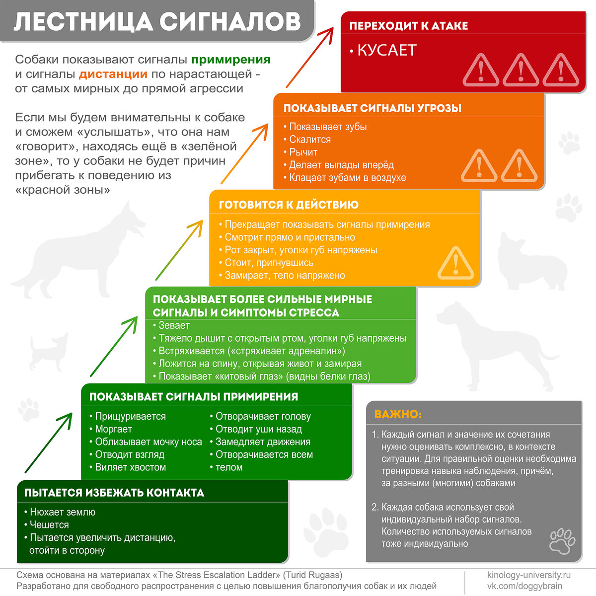 Китовый глаз | Язык собак | Собачка головного мозга - Doggy Brain | Дзен