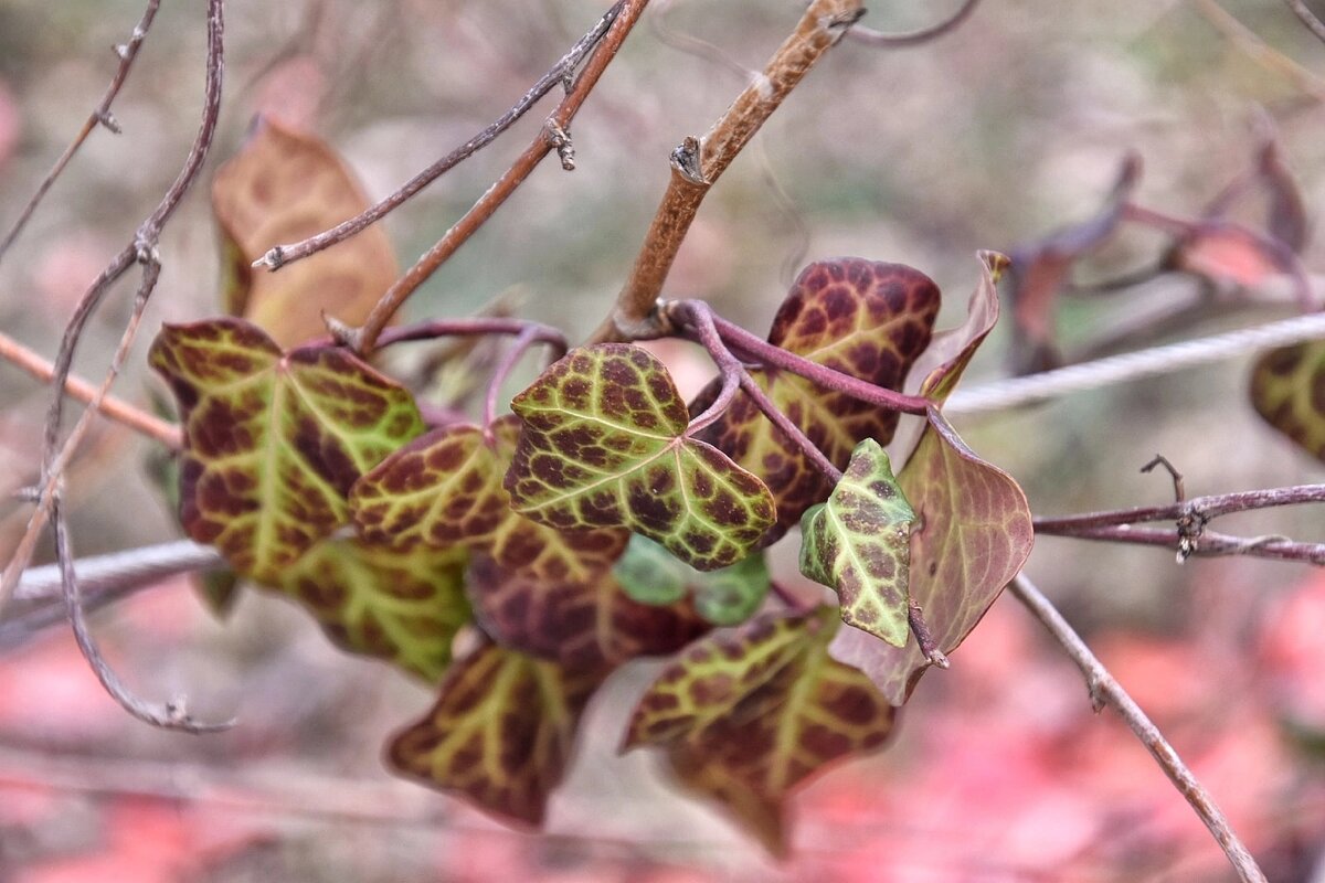 Плющ кавказский. Севастополь в январе
