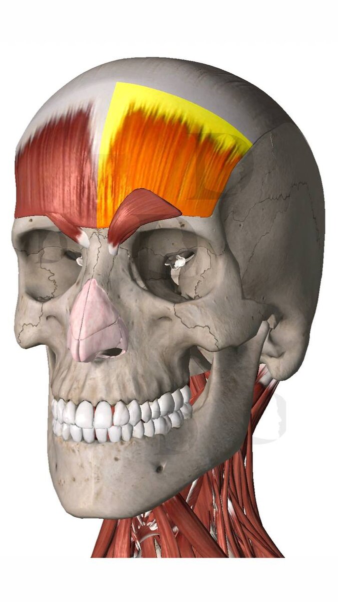 Лобные дольки затылочно-лобной мышцы 
