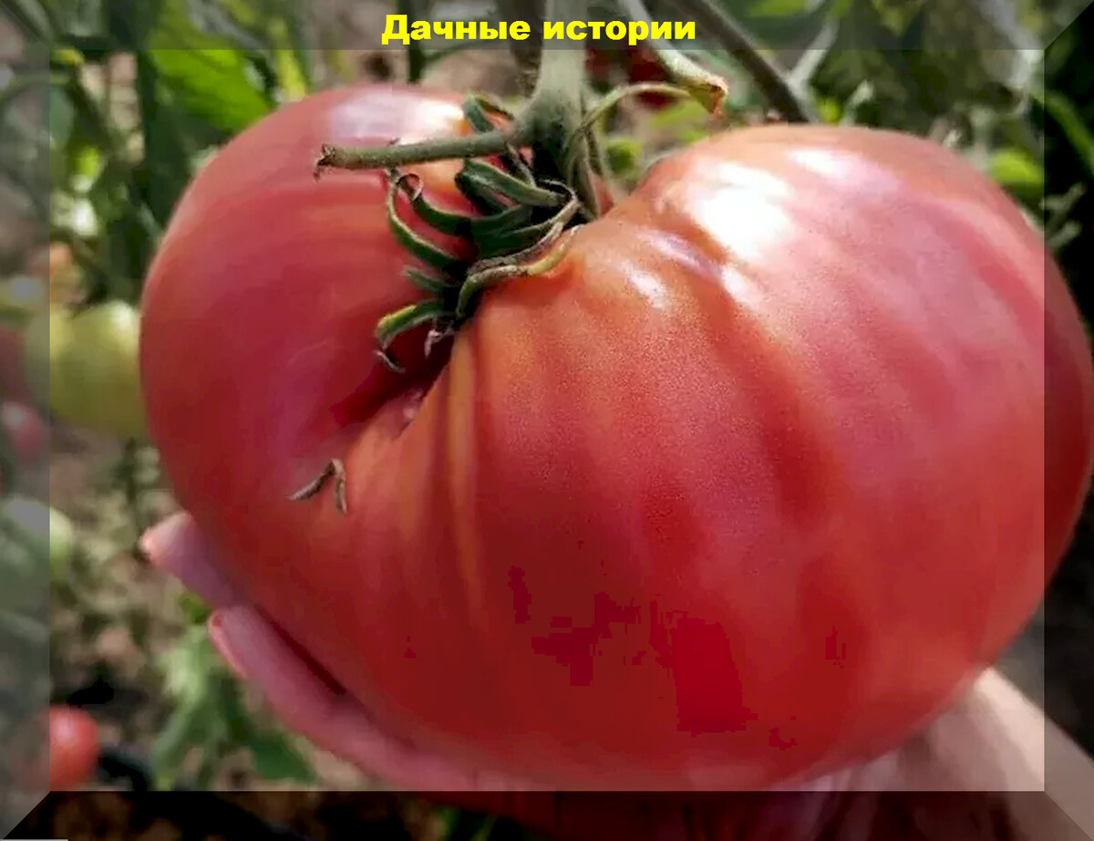 Томат терракотовый торбена. Низкорослые сорта крупных помидор. Томат розовый клад f1. Томаты сорт синьор помидор. Ранние сорта томатов крупноплодные.