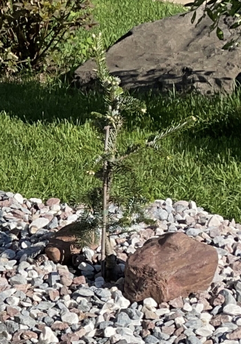 2020 год поспдки