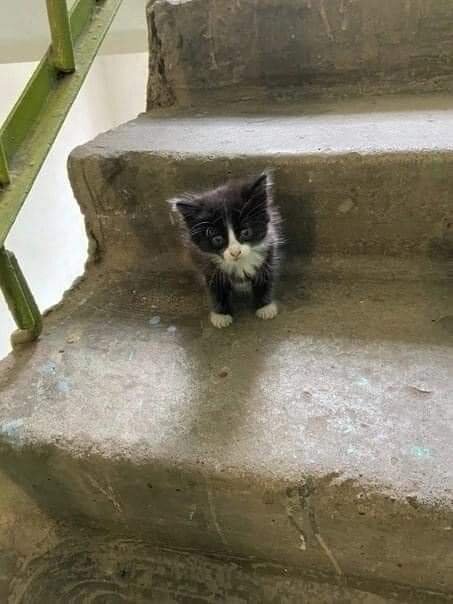 Неуютный подъезд вашего дома...

Для кого-то это самый настоящий кусочек рая в страшные зимние морозы. Тёплый. Где есть шанс быть накормленным. Переночевать, свернувшись крендельком, тихонечко вздыхая носиком в свой хвостик. Пережить ещё одну ночь, в которую мог бы умереть. А их ещё так много, таких вот ночей...
Неуютный подъезд вашего дома для кого-то совсем бездомного - самый настоящий кусочек рая. Рая на ночь. На полдня. На час... Но, если это именно та ночь, те полдня и тот час, когда тебя ждала Смерть, то как же важно провести их в столь неуютном (для вас, людей) подъезде! Жизненно важно.
Нет, он - не "нагадит". Бездомные собаки и котики, как правило, очень тактичны в этом отношении и, переночнвав в подъезде, уже с раннего утра просятся на улицу.
А вы? Вы не "нагадите"?
Не лужицей в своём подъезде - нет. И не нечаянной кучкой, которую, по сути, несложно убрать... А в чью-то печальную судьбу. В чью-то и так несчастную жизнь. Лишив живое существо, не имеющее ни дома, ни тепла, ни еды последнего шанса выжить - вашего подъезда.
Собачье и котячье нечаянное "нагадить" так легко убрать! Ведь оно не несёт ни боли, ни смерти кому-то живому... Да и называется оно, собственно, не "нагадить", а написить и накакать.
"Нагадить" - это чаще не о животных... Особенно, если в душу.

Алексей Прокурор (с)

#бездомные_кошки_ищут_дом 
#приютмурмяу 