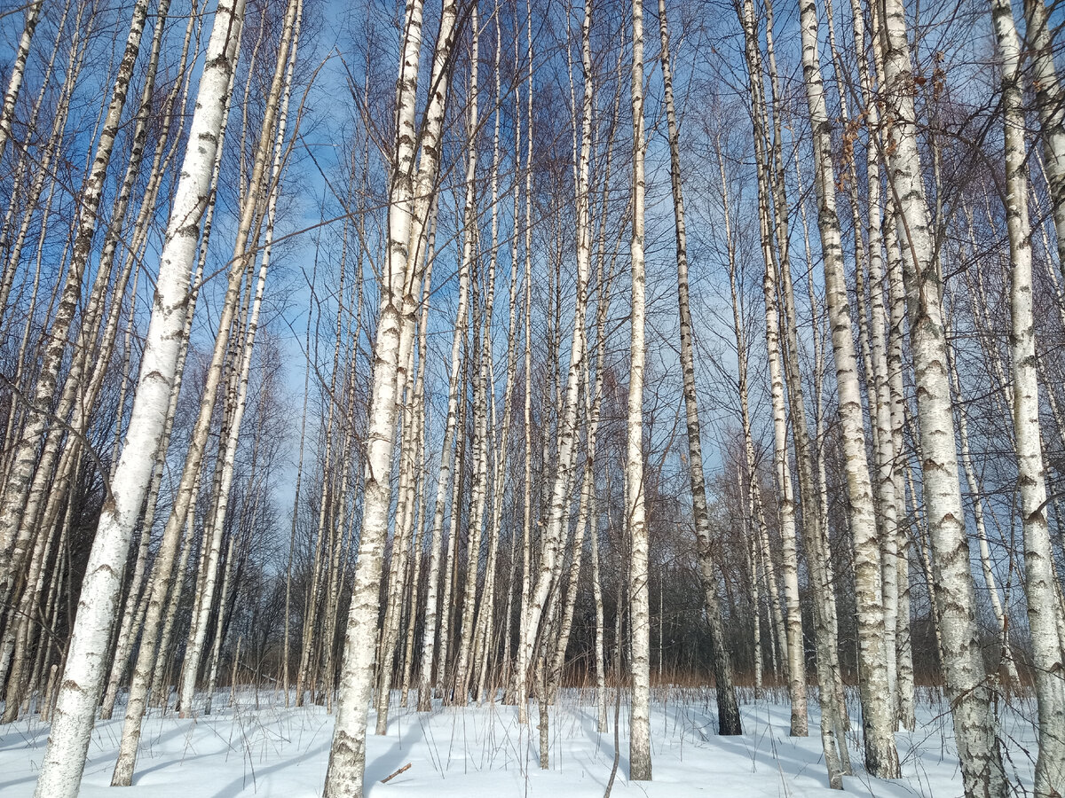 Березовая плантация в Любимовке