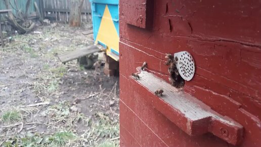 В гостях у пчеловода в ДНР