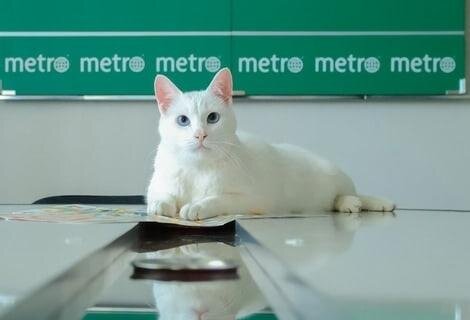    Предсказатель Ахилл в редакции Metro.Алена Бобрович
