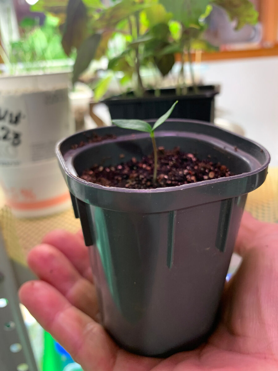 Мне для всходов нравится такой 