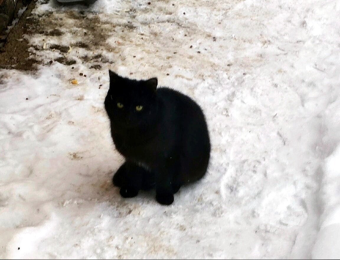 Эта кошечка ручная. Её хочет забрать девушка, но она уезжает на 4 месяца. Кошечке нужна передержка. Вернувшись, девушка заберет кошку навсегда.