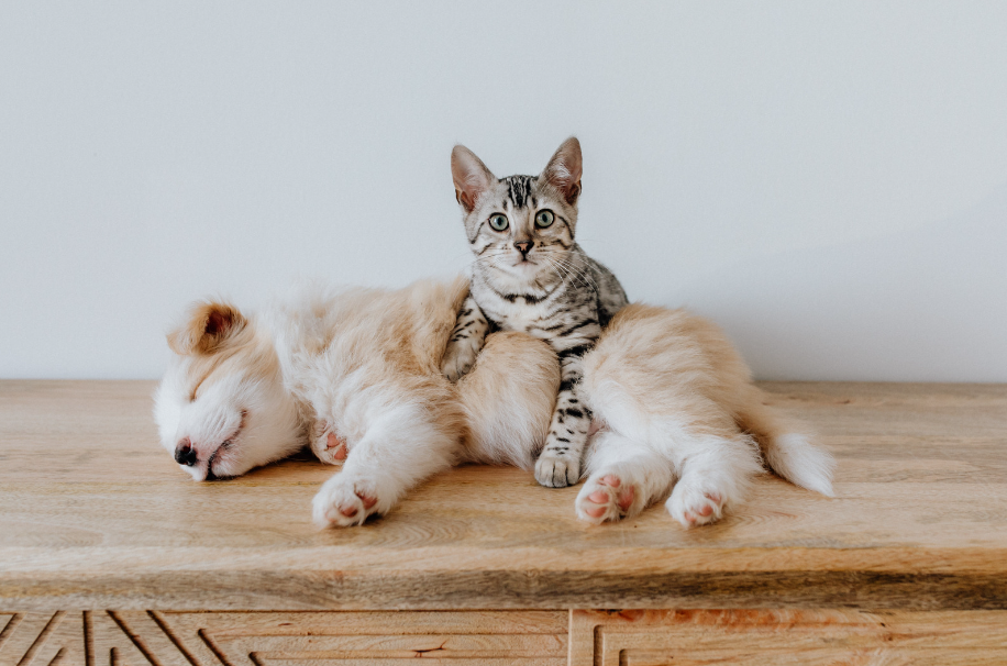 Собаки, которые любят кошек: как эти два виды могут жить в гармонии