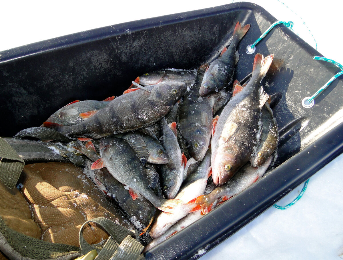 Озеро местерьярви рыбалка. Новости а не отчеты рыбалка. Ловля на блесну зимой со льда. Налим. Аркадские озера ловля окуня видео-.