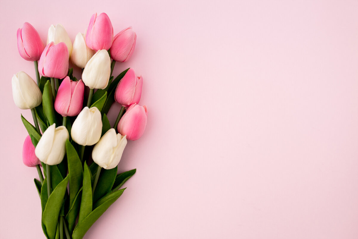 <a href="https://ru.freepik.com/free-photo/tulips-bouquet-on-pink-background-with-copyspace_3948708.htm#query=%D1%82%D1%8E%D0%BB%D1%8C%D0%BF%D0%B0%D0%BD%D1%8B&position=0&from_view=search&track=sph">Изображение от denamorado</a> на Freepik