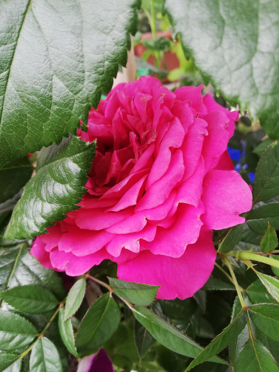 Цветет одна из моих роз Кордана, конец июня.