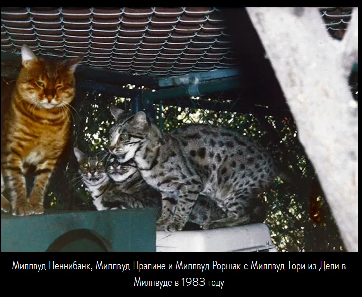 Тори оф Дели и его злобные "невесты"