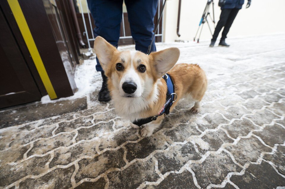     В Петербурге привили от бешенства каждую вторую собаку  ПЫХАЛОВА Юлия (архив)