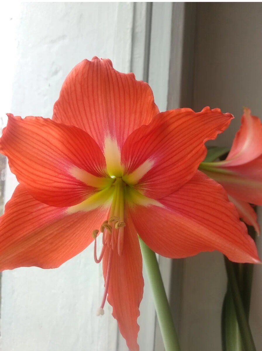 Наш гиппеаструм цветет в марте