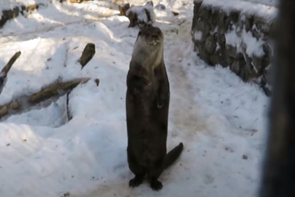     Выдра Дружок из Новосибирского зоопарка повеселила посетителей выпрашиванием вкусняшек. Фото: Анна Новикова