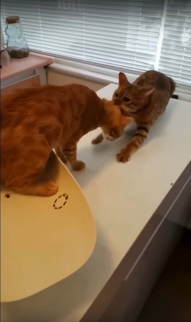 Старший тащит младшего. Источник фото: https://www.landofcats.net/kitty-totally-determined-drag-feline-friend-away-vet/