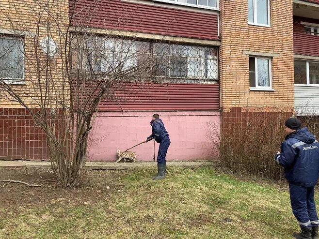    Испуганные очевидцы вызвали сотрудников МЧС Арина Полтанова