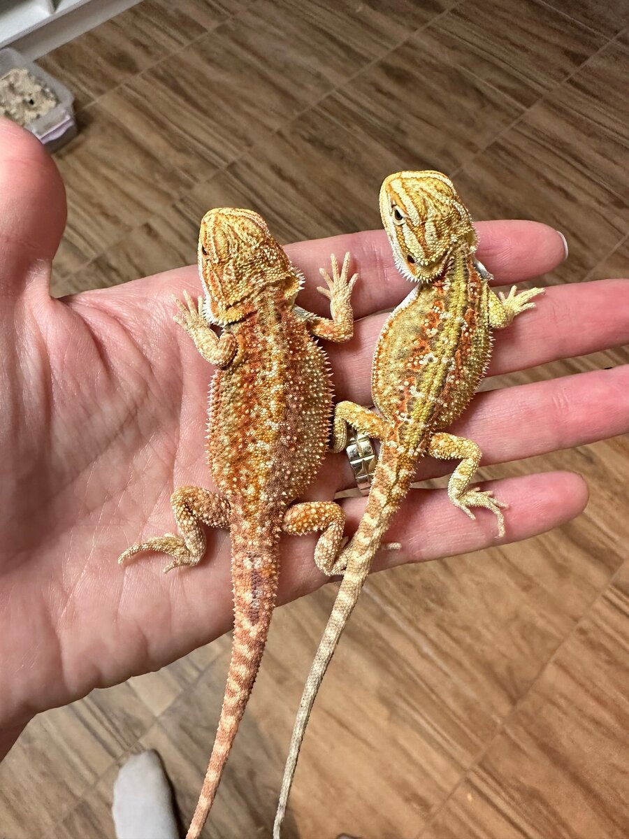 морфы Danner Hypo phet Trans