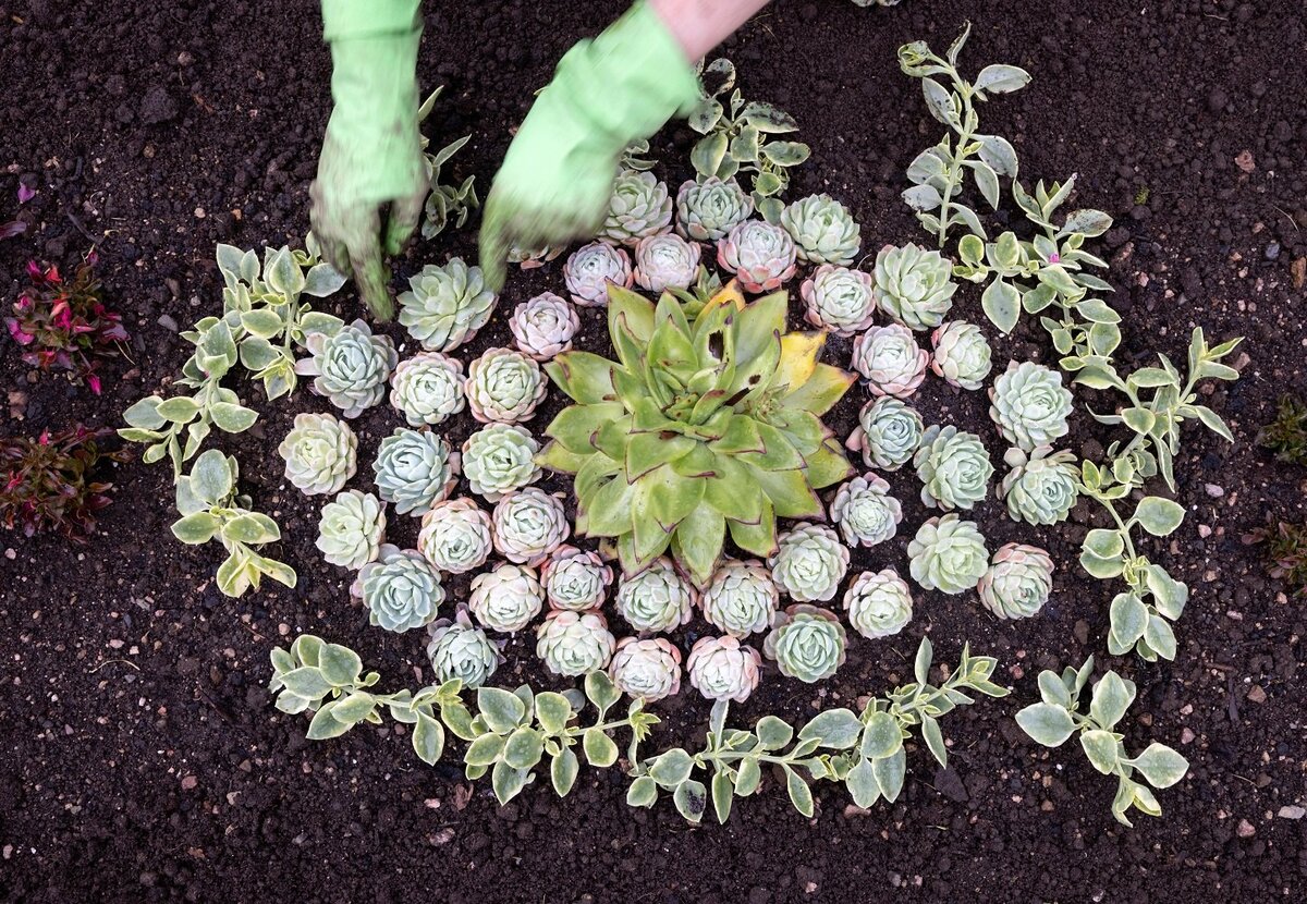     Сад на миллион за копейки: красивые клумбы для дачи, которые сможет сделать даже новичок