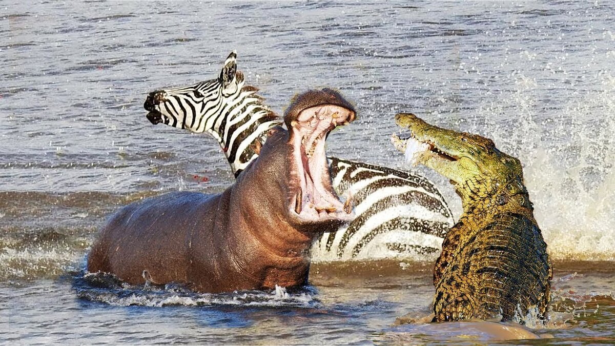 Нападение по другому. Бегемот против крокодила.