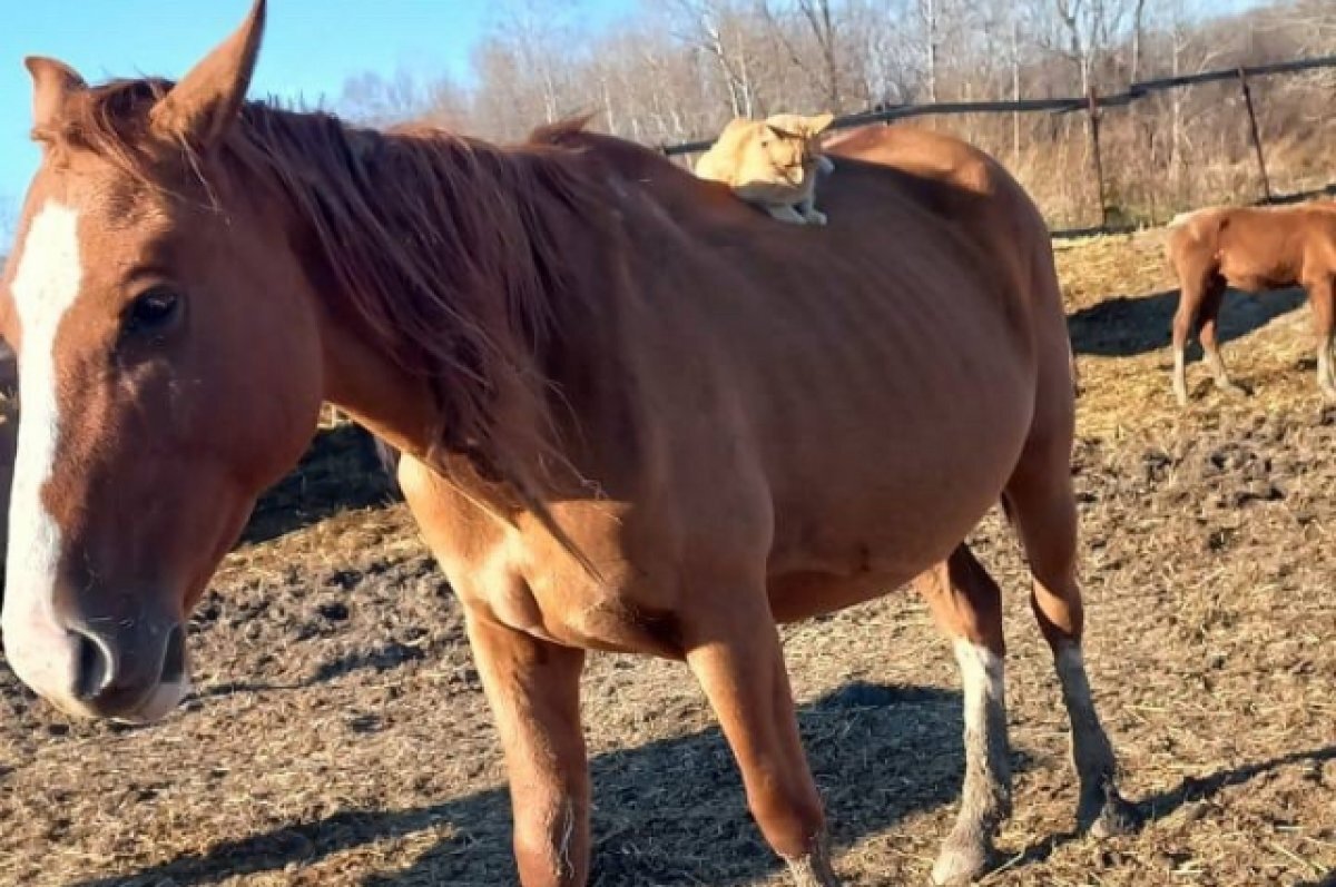    Лошадей из Забайкалья пытались нелегально перевезти в Казахстан