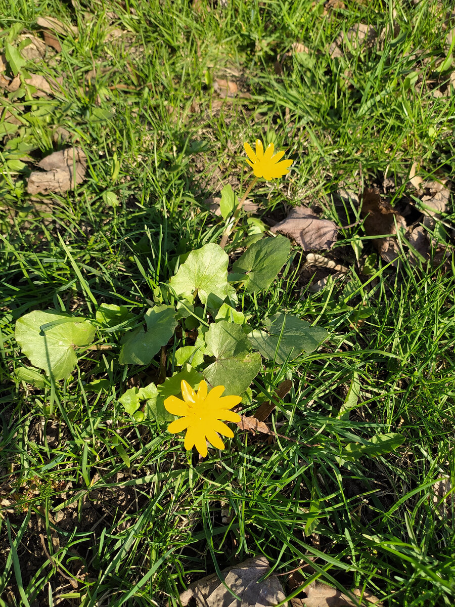 Фото автора. Первоцветы 