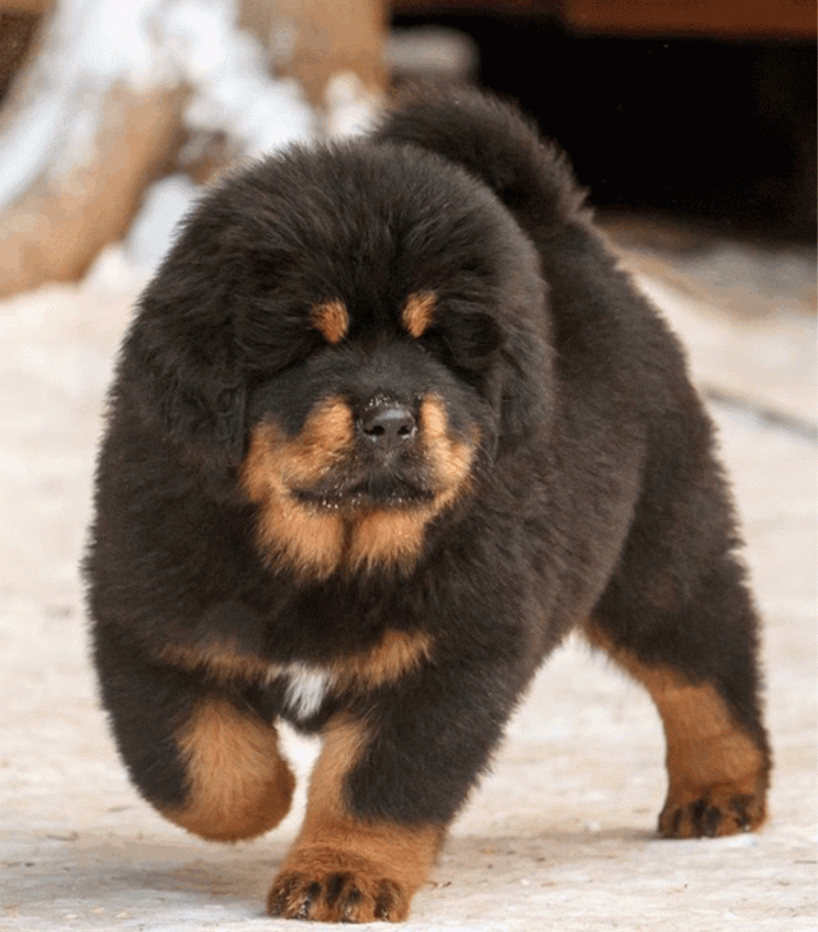      Щенок тибетского мастифа