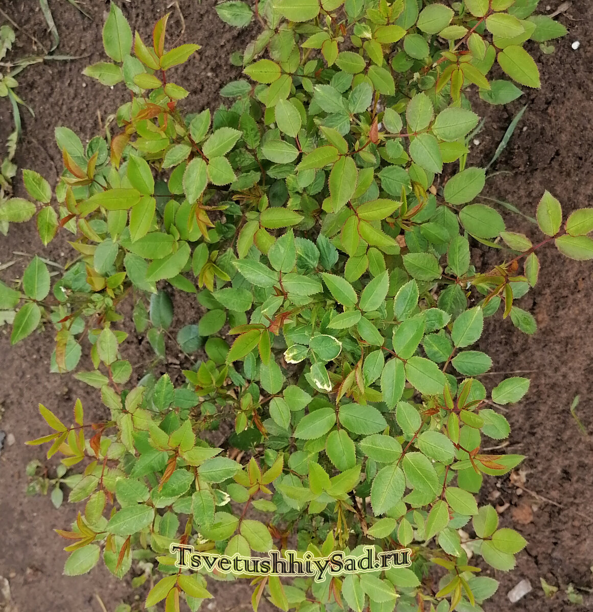 Роза Мария Терезия после лечения хлороза листьев.