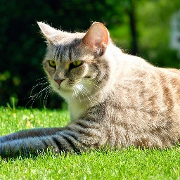 Кошка радуется майским праздникам.