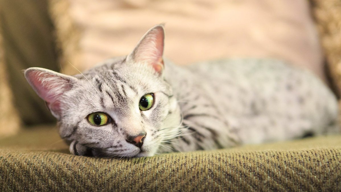    Кошки