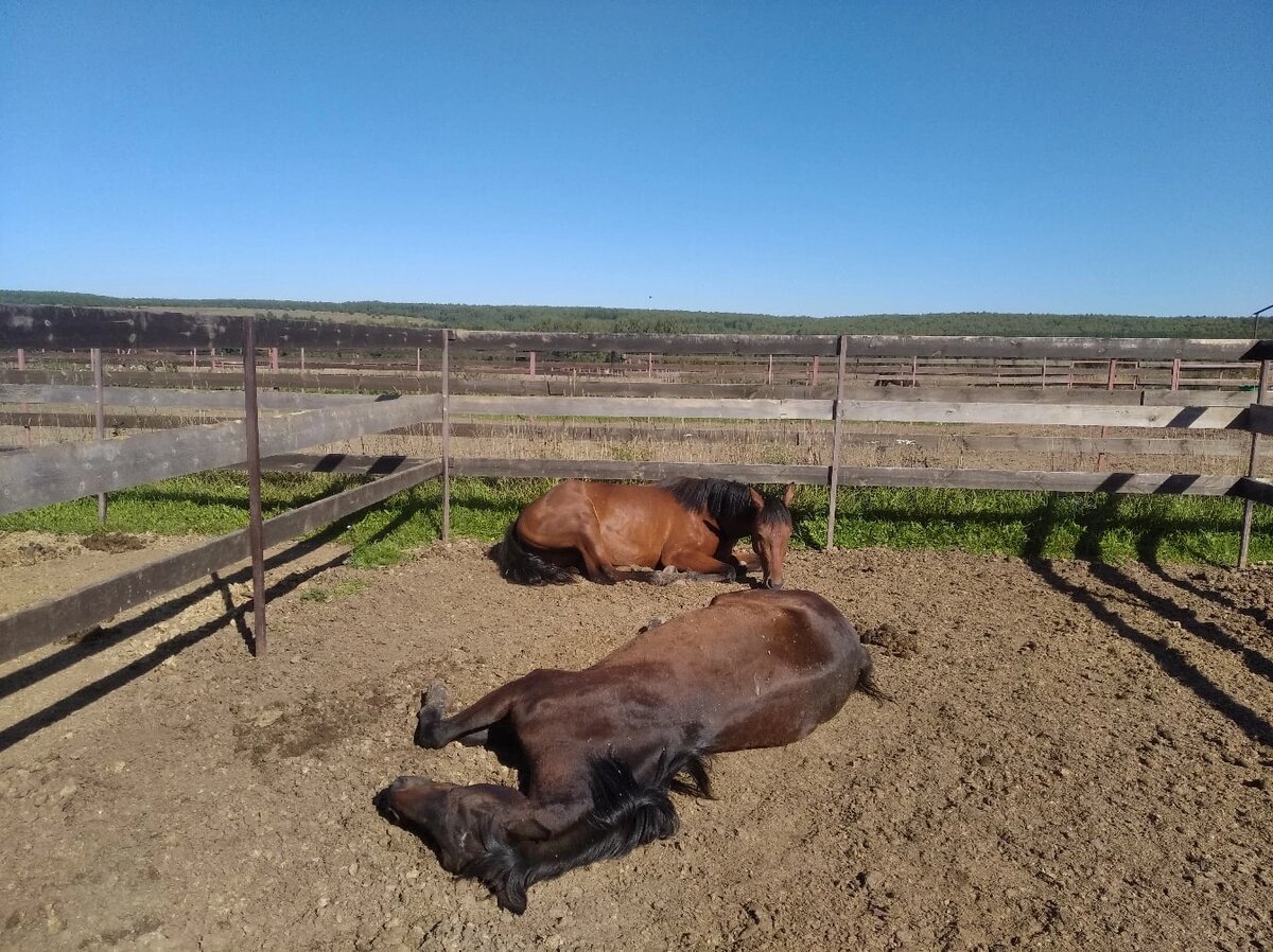 Лошадка в центре живая))))
