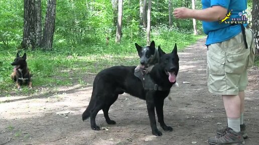 Дрессировка стаи собак, Чери баланс