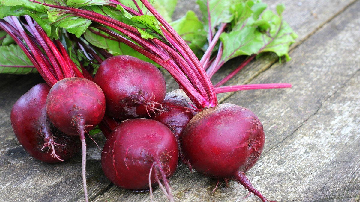    Как обеспечить хороший урожай свеклы