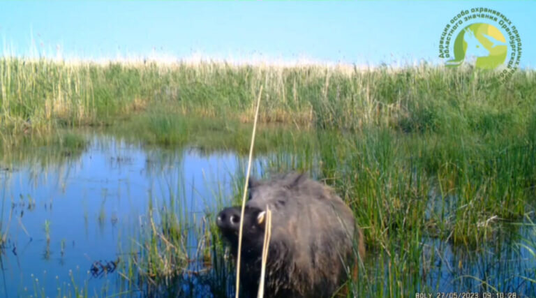    На озере биозаказника «Светлинский» кабаны спасаются от жары Андрей Севостьянов
