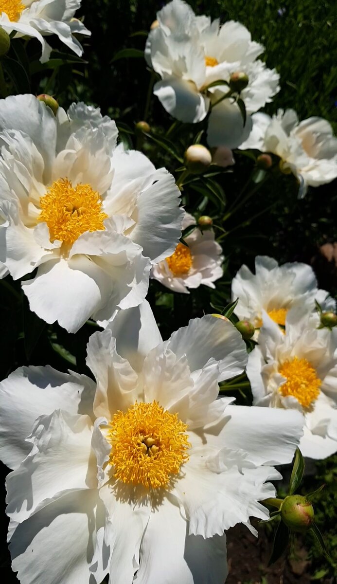 что выросло у меня 2017 г