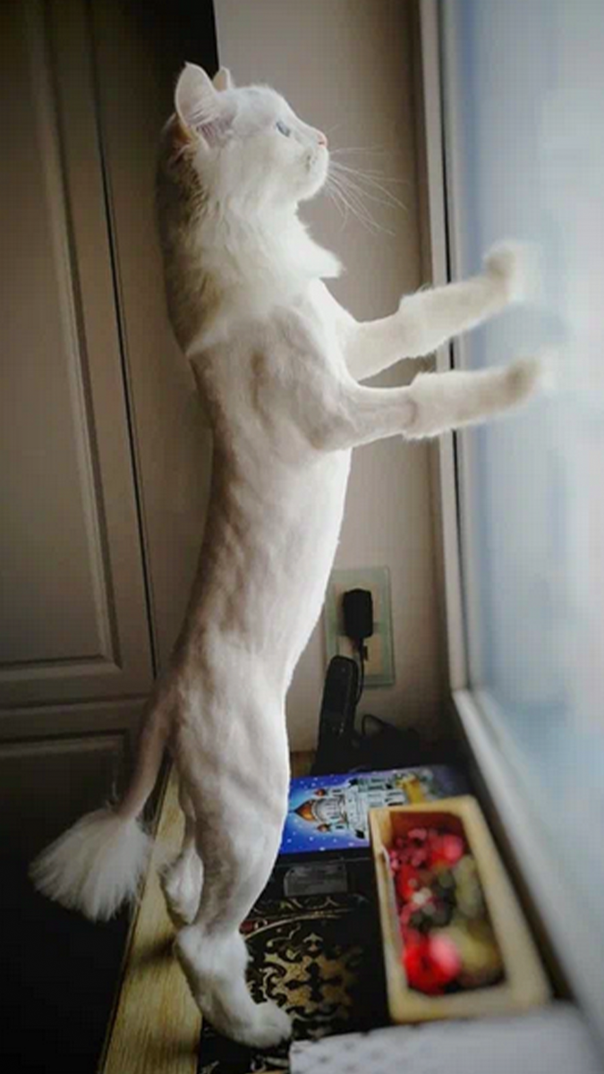 Вызов Грумера на дом | Стрижка кошек | Территория Пушистых https://all-for-pet.ru/