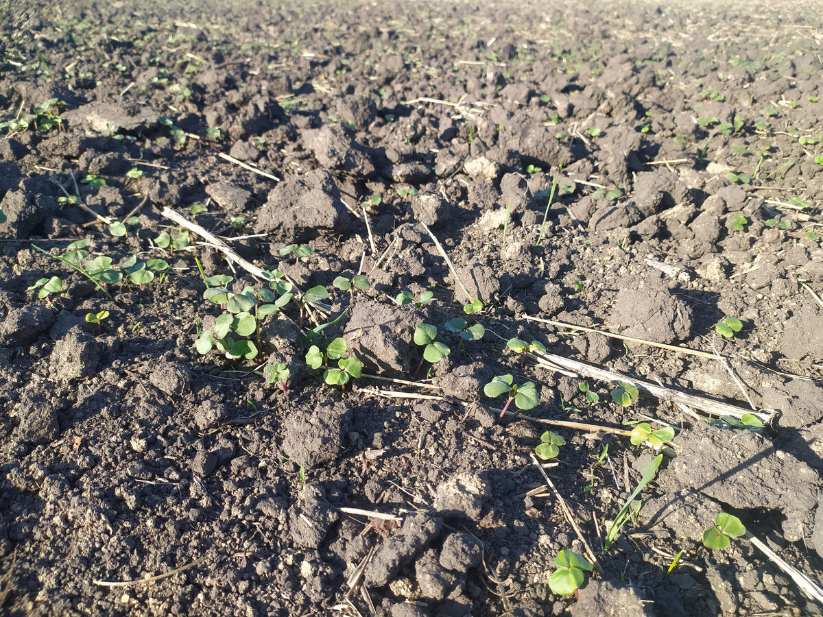 Греча всходит.