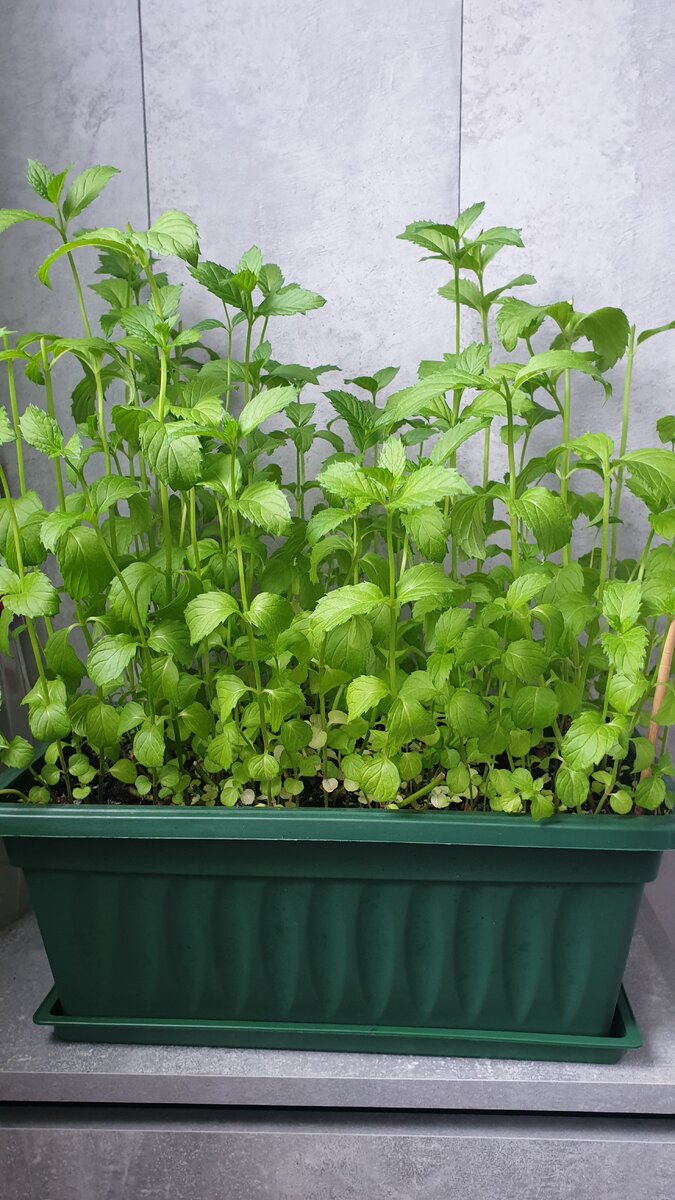 Мята перечная Апельсин у себя на балконе | Домашний сад🪴🌱 | Дзен