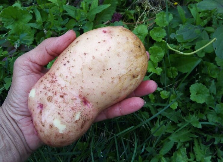Почему бывает дуплистый картофель, зачем обрезать ботву перед выкопкой и другие вопросы по картофелю