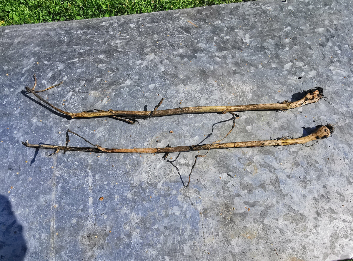 Две чесночины, поражённые луковой молью. Хорошо, что их у меня было только две!