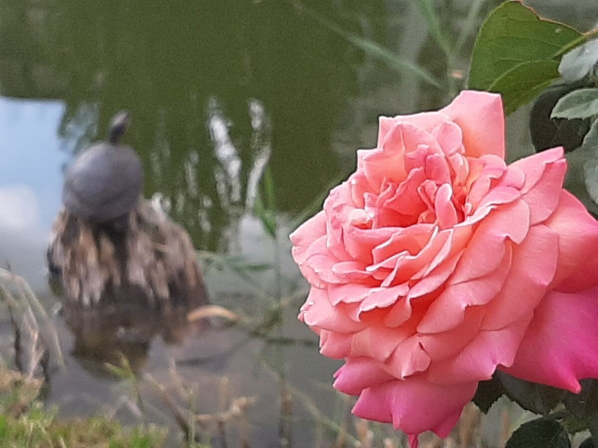 Розы в Гагаринском парке в Симферополе.