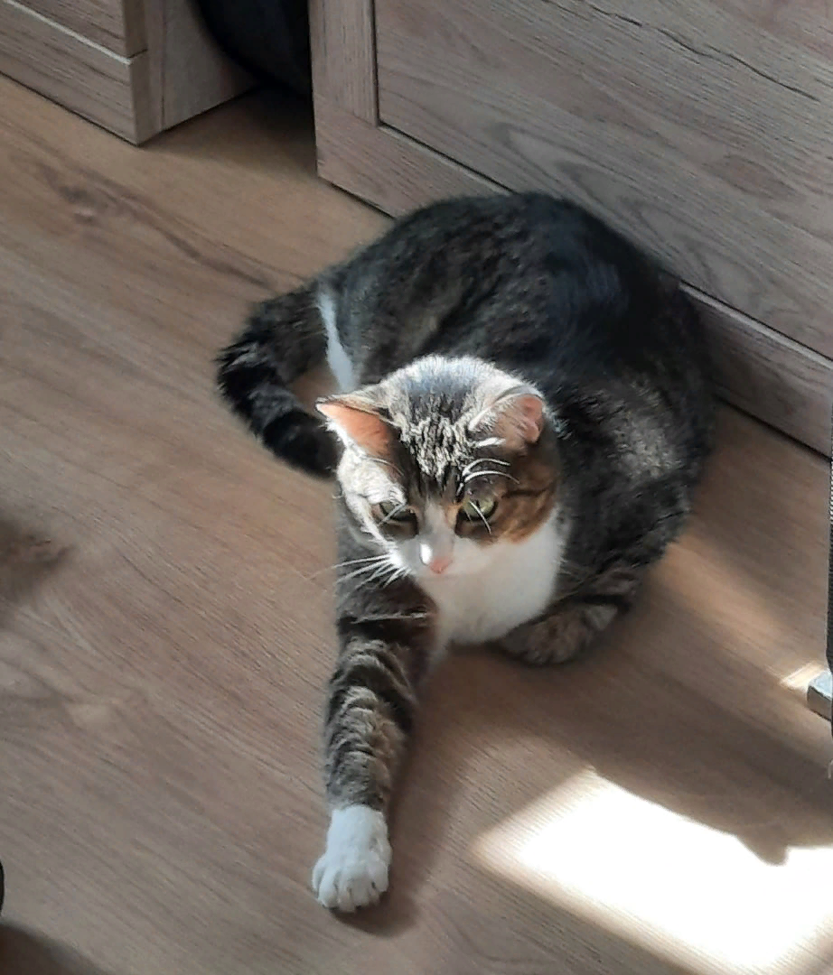 фото той самой кошки