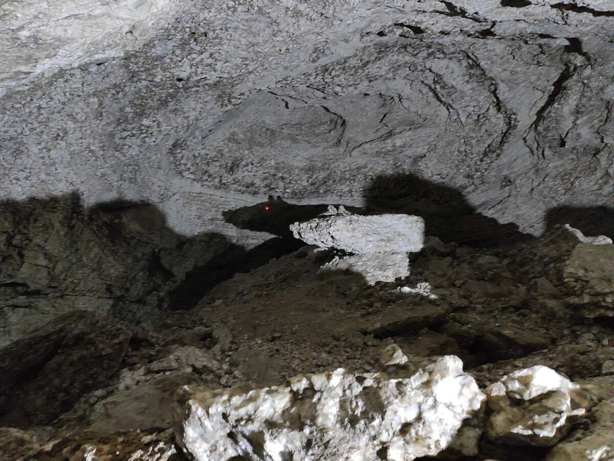 Большинство видит крысу, но некоторые говорят, что это белка